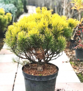 lqs17hzk9d4ec1bg6j8eq2kyg3osnyi0