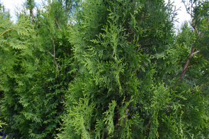 Thuja occidentalis `King of Brabant` ®_С35_2020.07.20 (11)