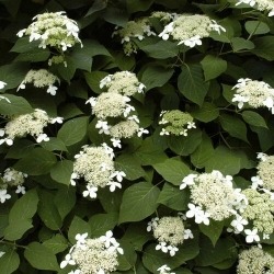 gortenziya_drevovidnaya_radiata