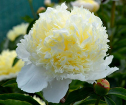 пион