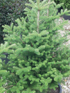 abies_koreana_select_0