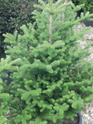 abies_koreana_select_0
